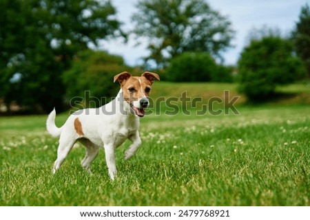 Similar – Image, Stock Photo Jack Russell Terrier Dog with Yellow Spiky Ball Toy on Sofa
