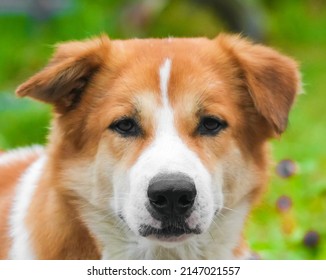 Curious Dog Staring At Stranger