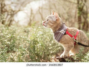 Curious domestic cat of ginger color on a leash walking in summer forest. - Powered by Shutterstock