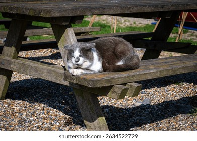 A curious domestic cat lounges comfortably on a wooden bench, enjoying a moment of play and relaxation in a cozy outdoor setting.
