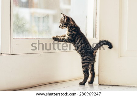 Similar – Playing cat at the window