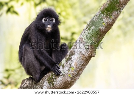 Curious Dusky Leaf Monkey (also known as Spectacled Langur) Perched on a Mossy Tree Branch in Langkawi Forest