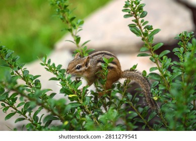 Curious Eastern Chipmunk Foraging and Reaching into Lush Green Shrub