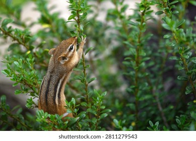 Curious Eastern Chipmunk Foraging and Reaching into Lush Green Shrub