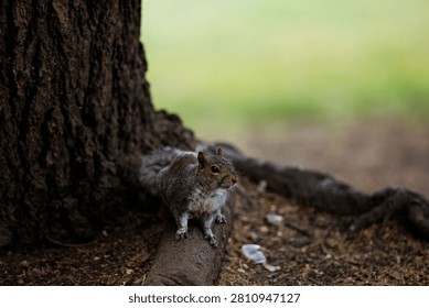 A curious Eastern gray squirrel looks intensely while perched on an exposed root at the base of a dark tree trunk in a shaded park environment.