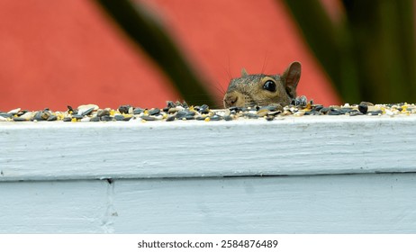 A curious Eastern Gray Squirrel peeks over a white wooden ledge, eyes focused on scattered birdseed. The vibrant red-orange background enhances the wildlife moment.