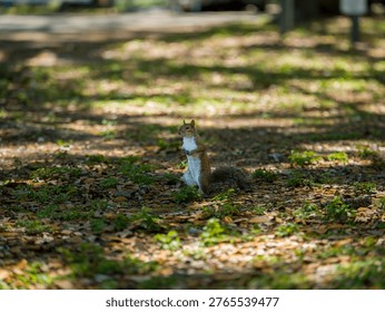 A curious Eastern gray squirrel stands alert on a ground covered with dry leaves and green grass. Horizontal shot shows the animal looking sideways while standing on its hind legs in a natural environment under soft morning light.