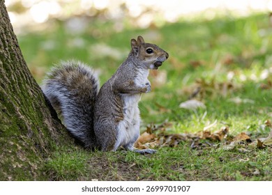 A curious eastern grey squirrel in New York’s Central Park gathering acorns and seeds among the city trees, a common adaptable urban woodland mammal.