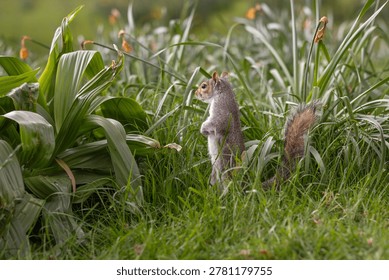 Curious Eastern Grey Squirrel Standing in Green Grass with Lush Garden Plants. Furry Rodent in Natural Environment. Park Animal in United Kingdom.