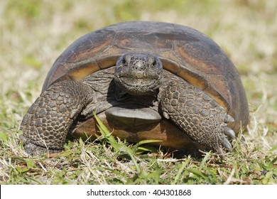 Curious Endangered Gopher Tortoise Gopherus Polyphemus Stock Photo ...