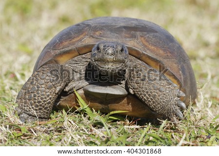 A curious endangered Gopher Tortoise (Gopherus polyphemus) Walks towards camera - Florida