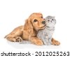 cat and dog isolated