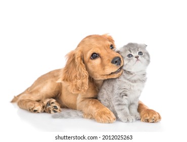 Curious English cocker spaniel puppy dog hugs kitten. Pets look away and up together on empty space. isolated on white background.