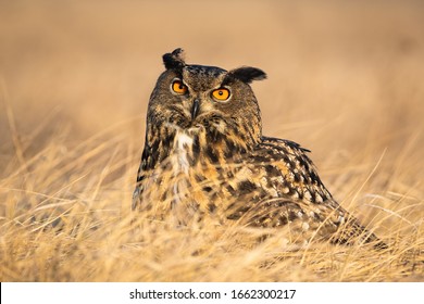 Curious eurasian eagle-owl, bubo bubo, with ears observing on a sunny autumnal day. Alert wild bird of prey with brown feathers and large orange eyes sitting in the grass.