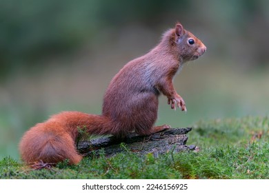 Curious Eurasian red squirrel (Sciurus vulgaris) in the forest of Noord Brabant in the Netherlands.      