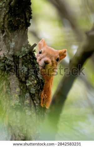 A curious Eurasian red squirrel (Sciurus vulgaris) peeks from behind a mossy tree trunk and looks toward the camera, creating an intimate wildlife portrait with soft woodland bokeh.