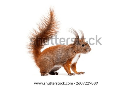 Curious eurasian red squirrel with tufted ears and bushy tail standing alertly, isolated on white