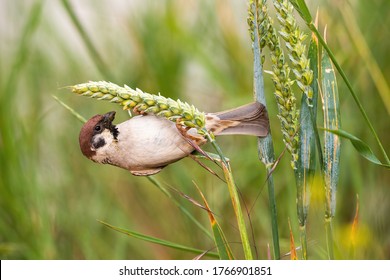 Curious Eurasian Tree Sparrow, Passer Montanus, Hanging On Haulm In The Summer. Cute Brown Bird Feeding On Grain From Profile. Animal Looking To The Spike On Agricultural Field.