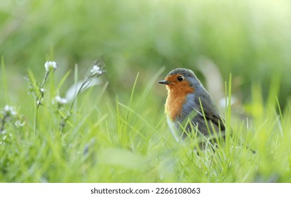 Curious european robin (Erithacus rubecula) or redbreast robin looking at the camera. Songbird on the grass in a field early in the morning. Cute garden bird looking for worms. Nature and environment