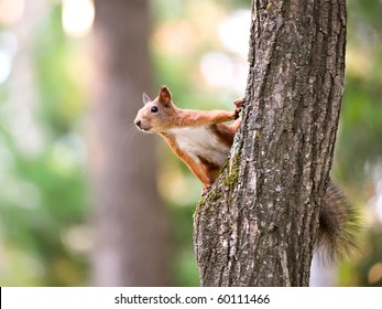 Curious European squirrel. - Powered by Shutterstock