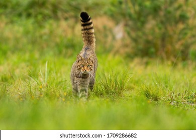 Chat Sauvage High Res Stock Images Shutterstock