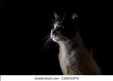 a curious expression of cat