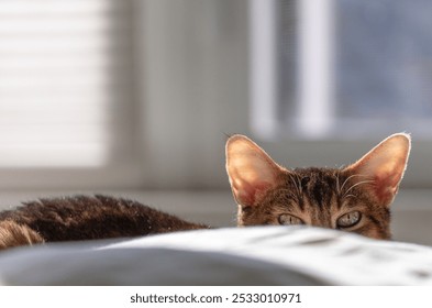 Curious female Abyssinian cat peeping from behind a pillow in the bed - Powered by Shutterstock