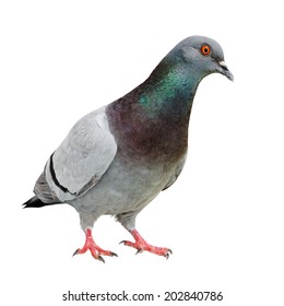 386,341 Pigeon Images, Stock Photos & Vectors | Shutterstock