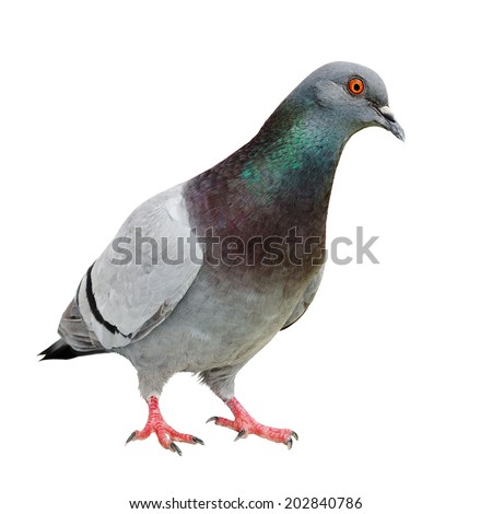 Curious Feral Pigeon isolated on white.