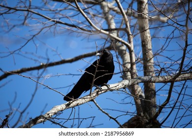 1,650 Fish Crow Images, Stock Photos & Vectors | Shutterstock