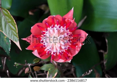 Curious flower of a Billbergia pyramidalis