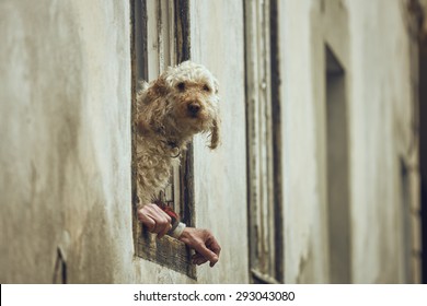 Curious fluffy golden poodle dog sitting on a window sill between the owner's hands. Dog with human hands illusion. Dog and human symbiosis.