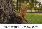 Curious fluffy squirrel looking at camera, running along tree trunk, funny animal