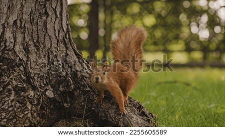 Curious fluffy squirrel looking at camera, running along tree trunk, funny animal