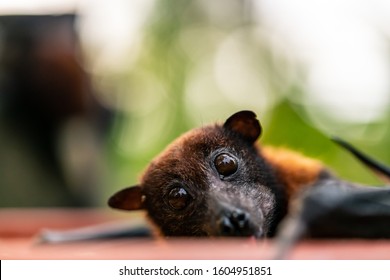 Curious Flying Fox Eating Stock Photo 1604951851 | Shutterstock