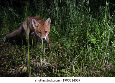 curious Fox captured at night