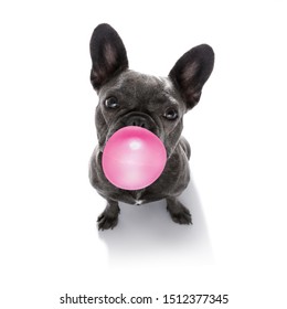 curious french bulldog dog looking up to owner waiting or sitting patient to play or go for a walk with  chewing bubble gum ,   isolated on white background
