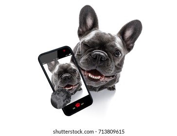 Curious French Bulldog Dog Looking Up To Owner Taking A Selfie Or Snapshot With Mobile Phone Or Smartphone