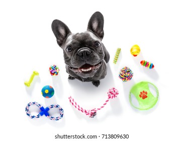 curious french bulldog  dog looking up to owner waiting or sitting patient to play or go for a walk,  isolated on white background, with a lot of pet toys
