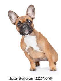 Curious French Bulldog puppy sits in  front view. Isolated on white background - Shutterstock ID 2223731469