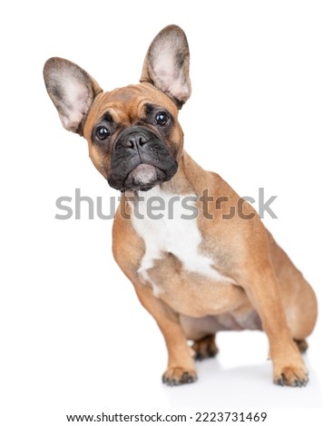 Curious French Bulldog puppy sits in  front view. Isolated on white background