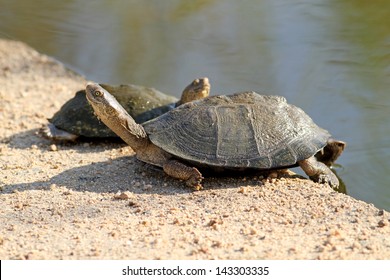 Curious Fresh Water Turtle