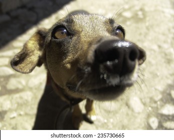 Curious Funny Dog, Sniffing On The Camera.