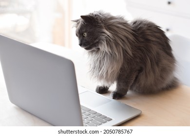 Curious Funny Grey Cat Sitting On Top Of Desk Watching Something On Laptop Computer