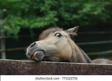 Curious And Funny Horse