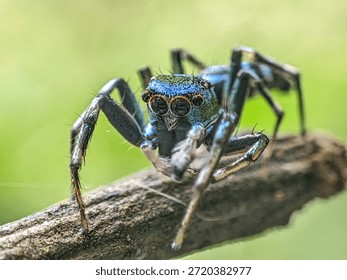 The curious gaze of a tiny jumping spider. This macro view captures the stunning metallic colors and fascinating details of one of nature's most charismatic arachnids