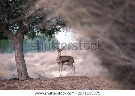 A CURIOUS GAZELLE POSING AND LOOKING AT THE CAMERA