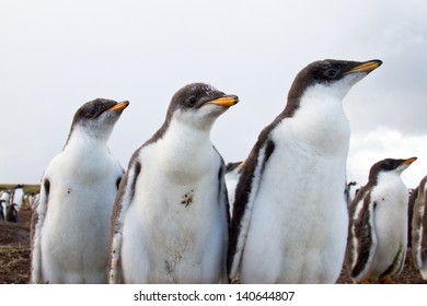 Curious Gentoo Penguin Chick