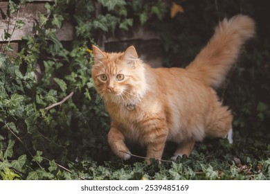 A curious ginger cat explores a garden filled with ivy, eyes wide with fascination at the outdoor sights. - Powered by Shutterstock