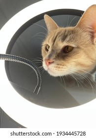 A Curious Ginger Cat With Its Head Stuck In A Ring-shaped Makeup Lamp. Kitten Illuminated By White Light. White Light Lamp, Reflected In The Eyes Of The Animal. Bright Highlights On The Eyes.